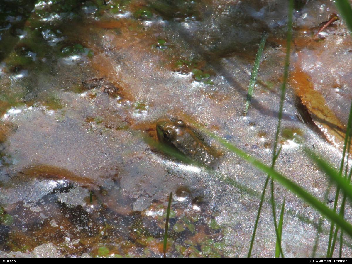 Green Frog