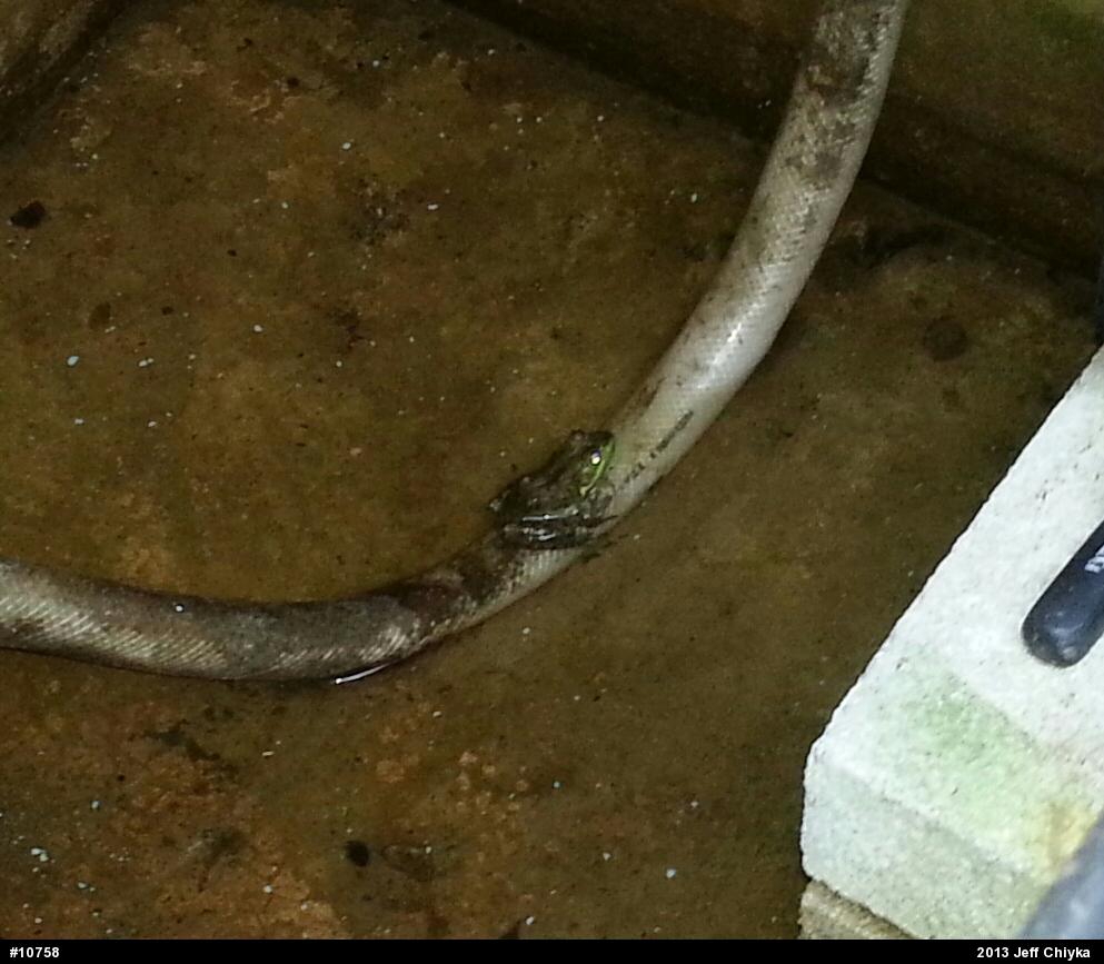 Green Frog