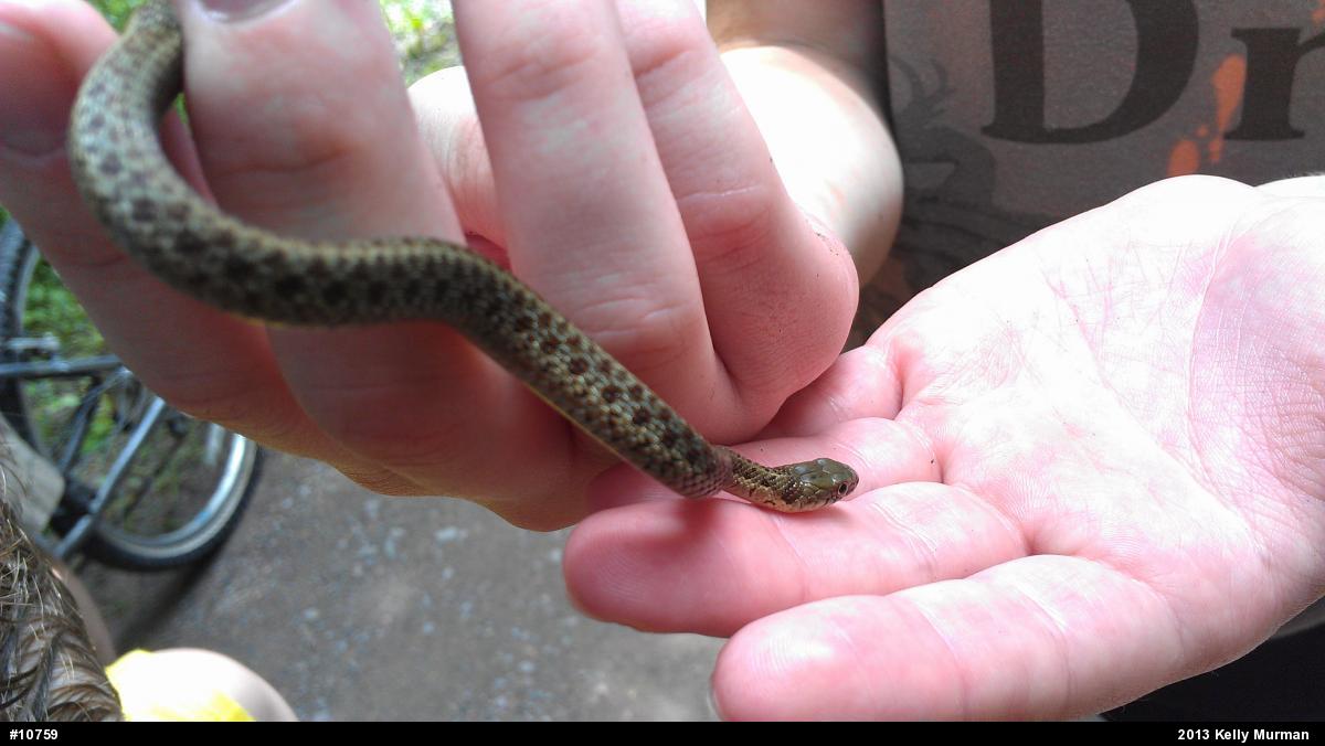 Eastern Gartersnake