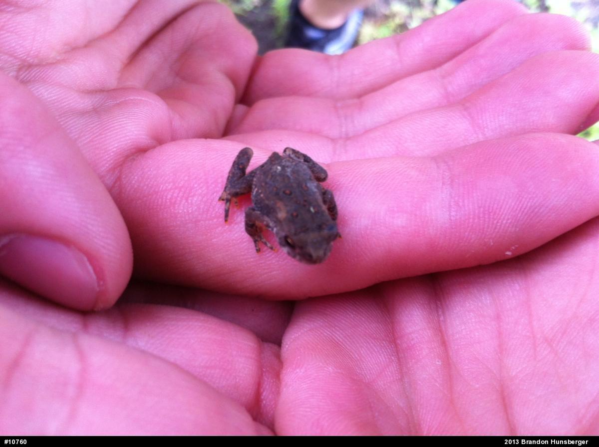 Eastern American Toad