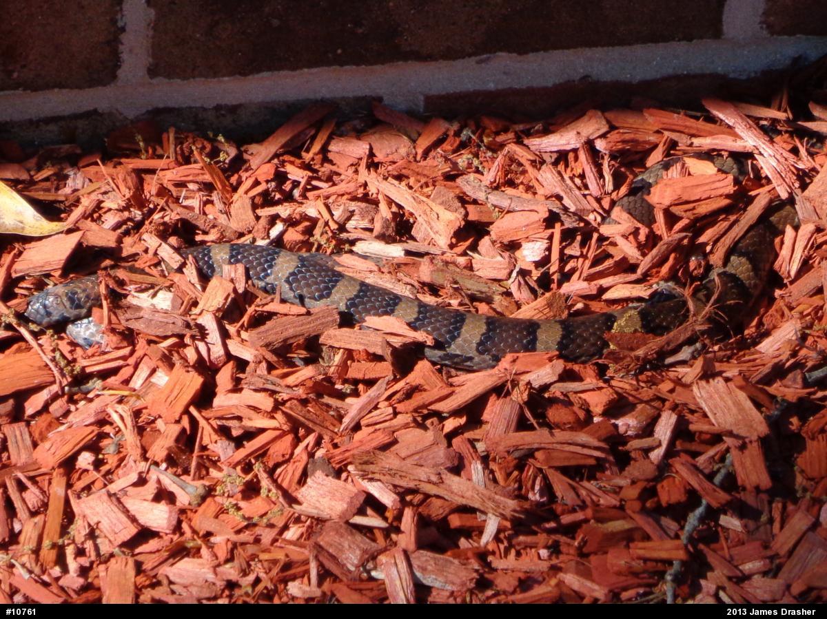 Eastern Milksnake