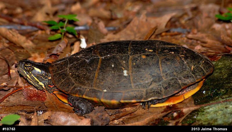 Eastern Painted Turtle