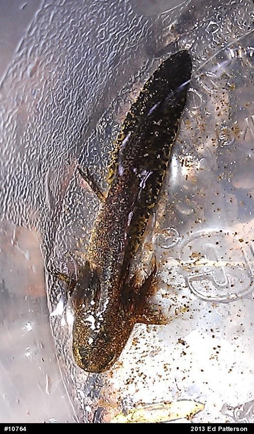Mole Salamanders