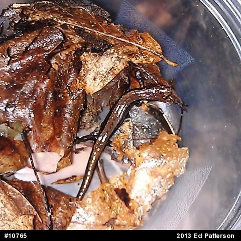 Allegheny Mountain Dusky Salamander
