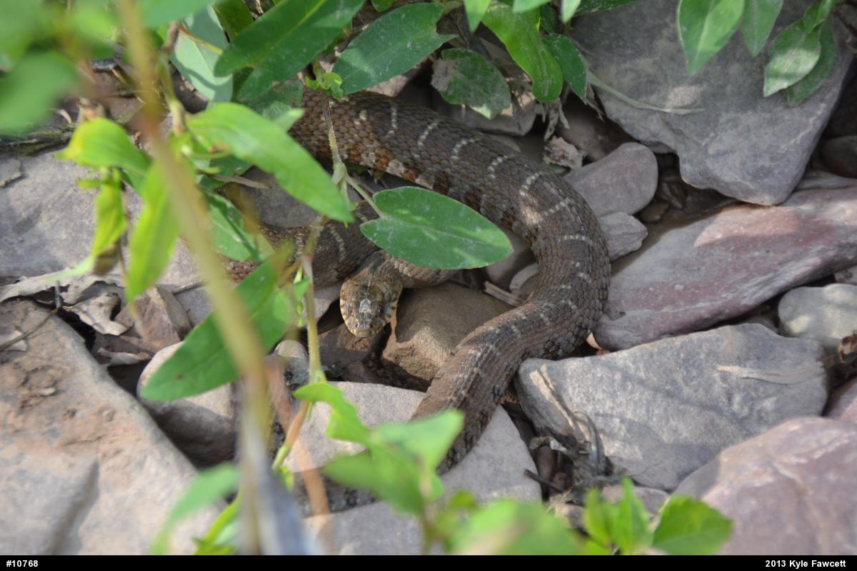 Northern Watersnake