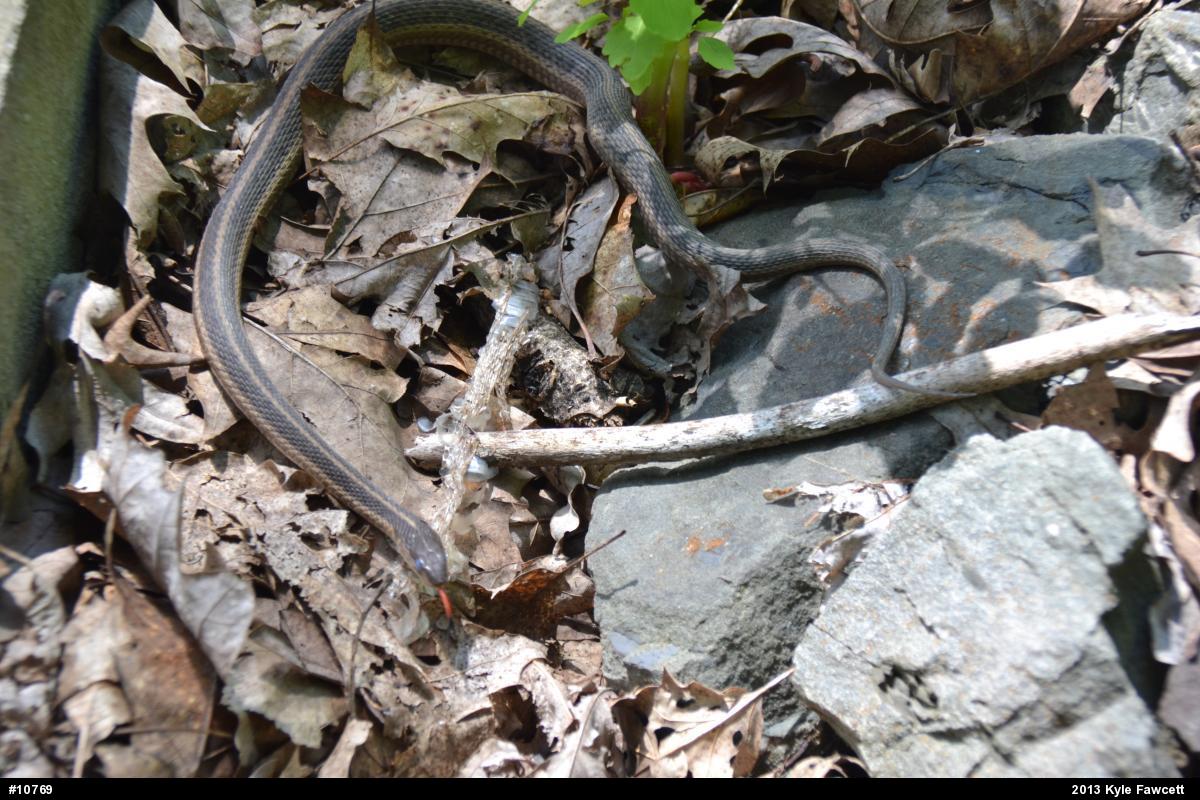 Eastern Gartersnake