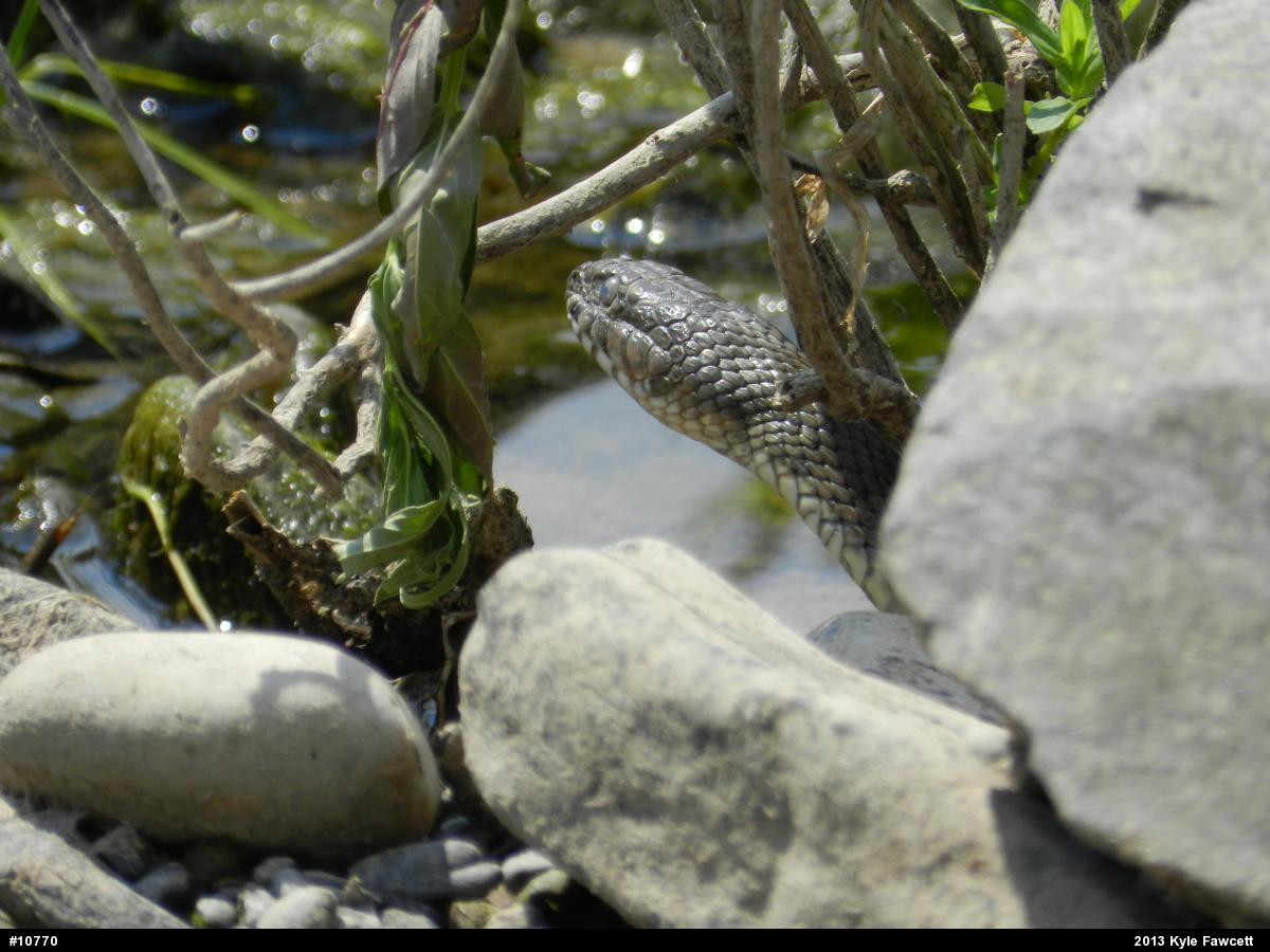 Northern Watersnake