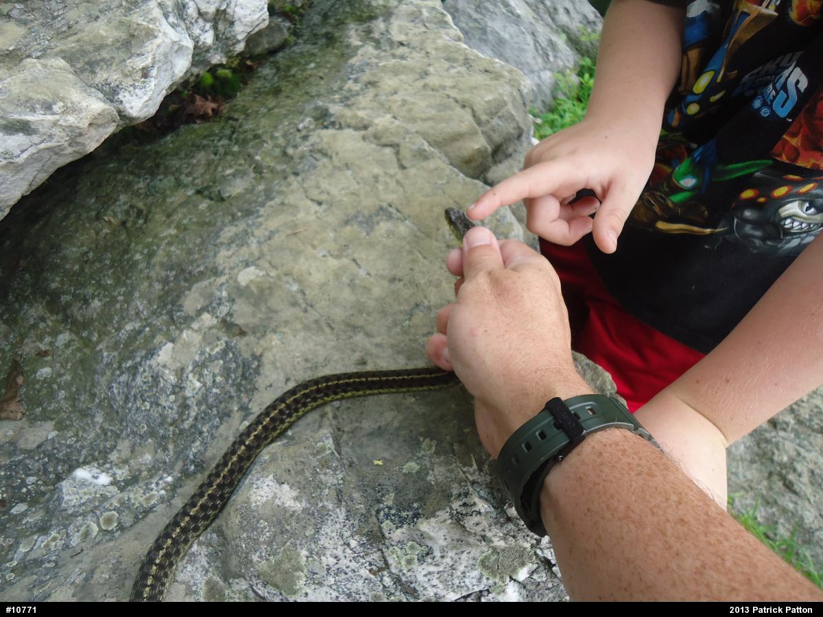 Eastern Gartersnake