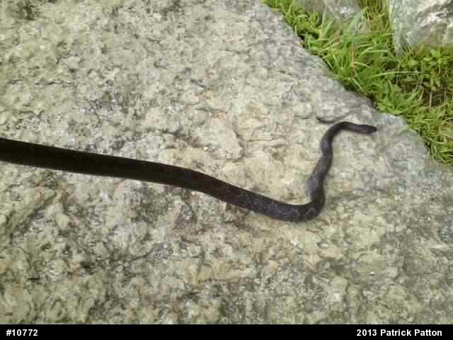 Eastern Ratsnake