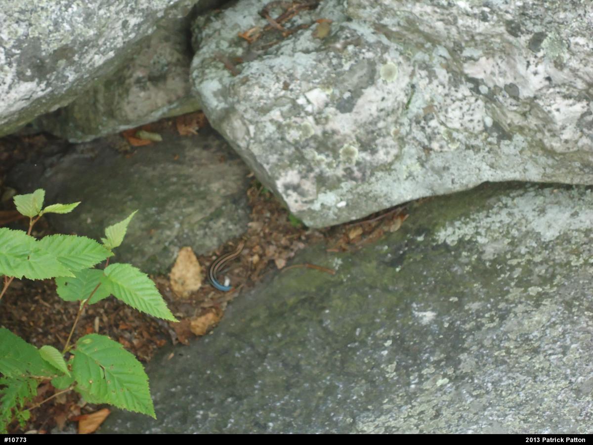 Skinks