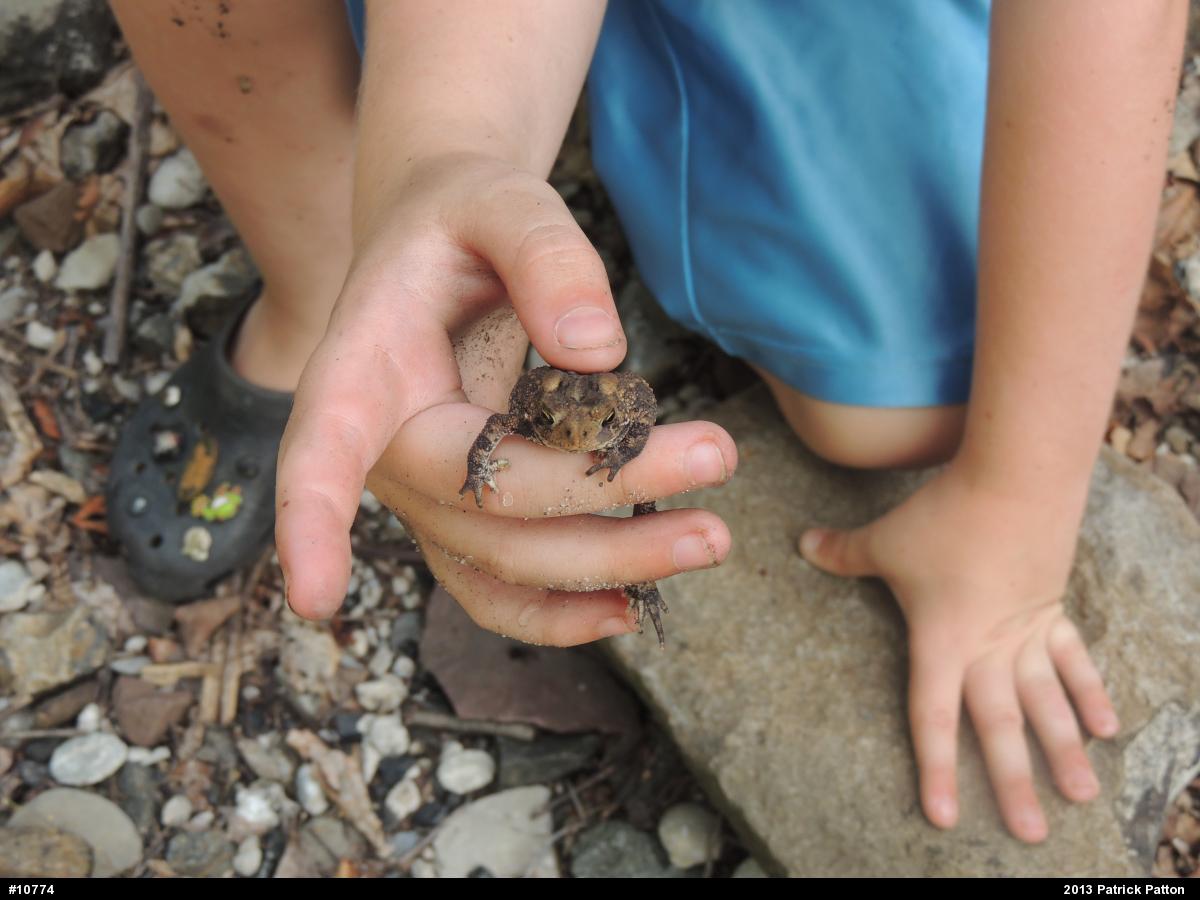 Eastern American Toad