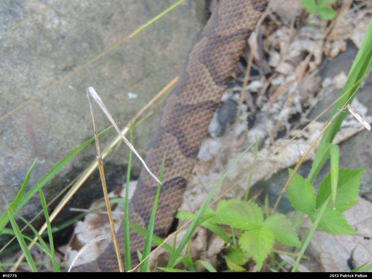Northern Copperhead