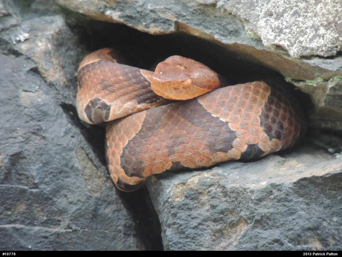 Northern Copperhead