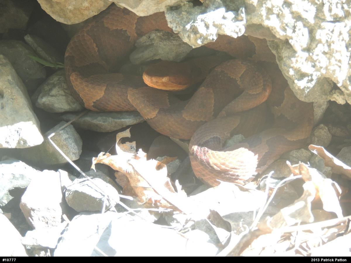 Northern Copperhead