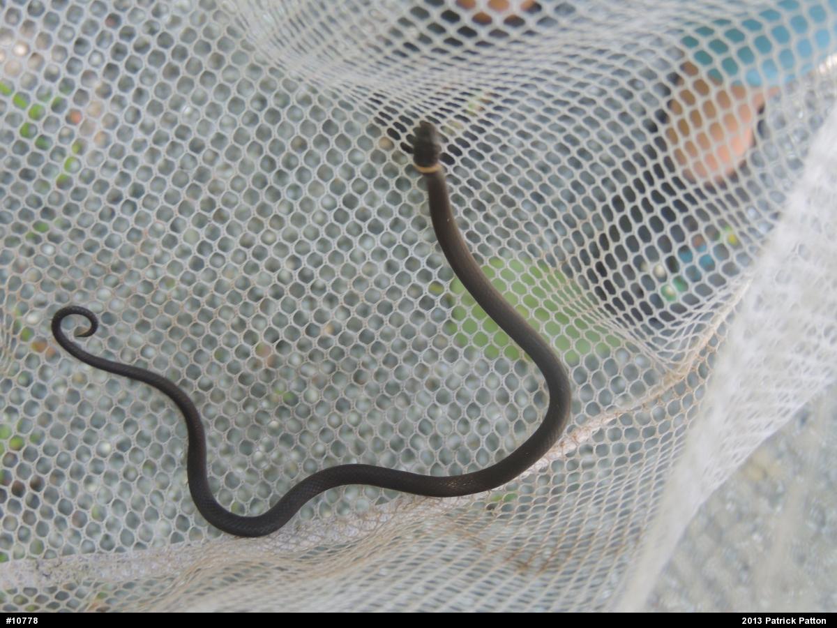 Northern Ring-necked Snake