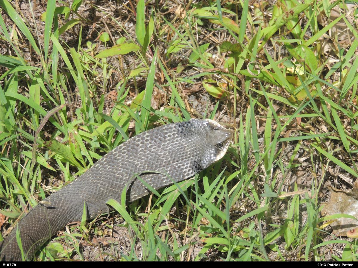 Eastern Hog-nosed Snake