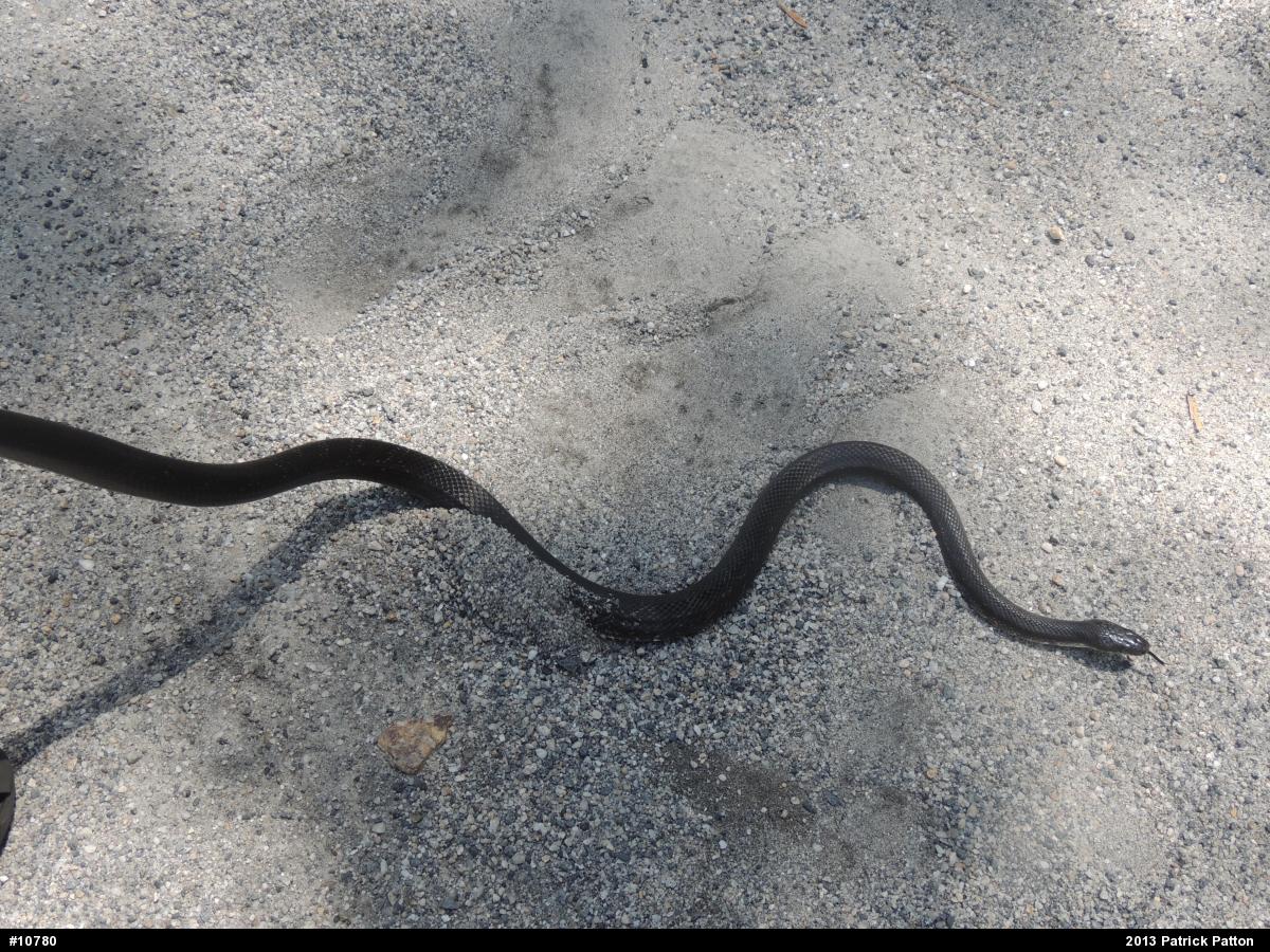 Eastern Ratsnake