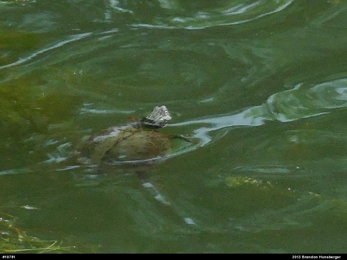 Northern Map Turtle