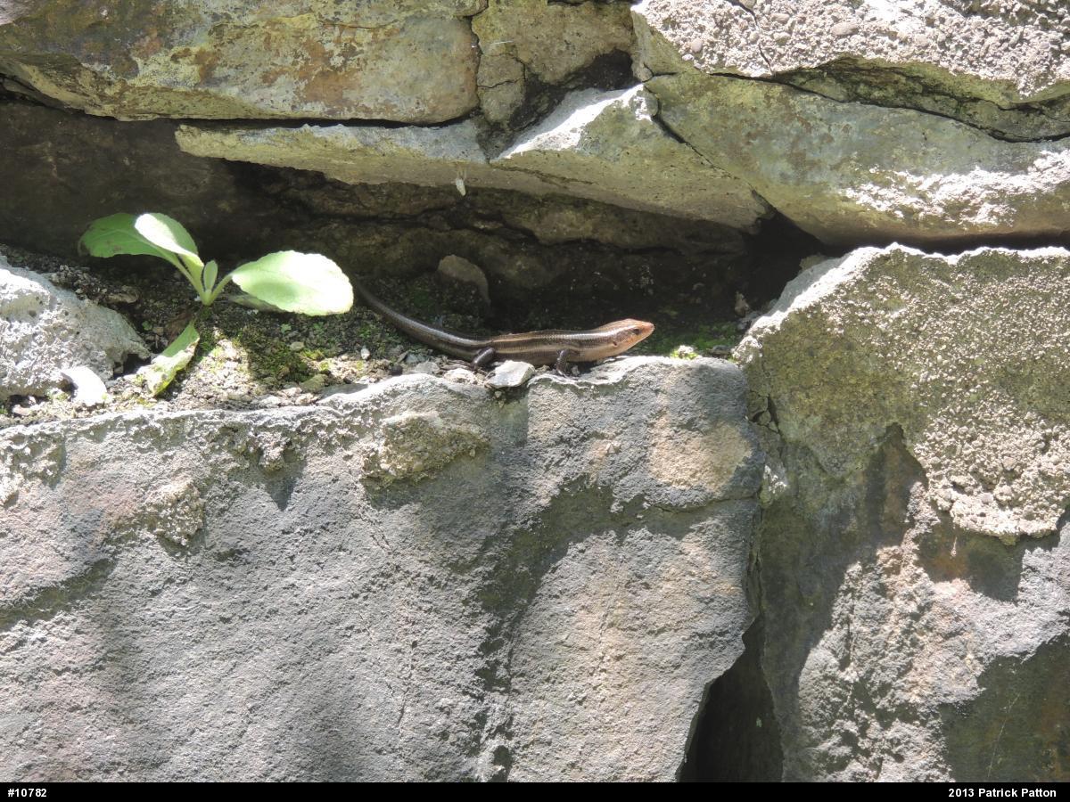 Common Five-lined Skink