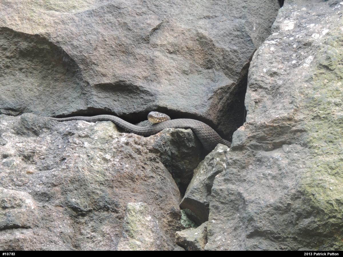 Northern Watersnake