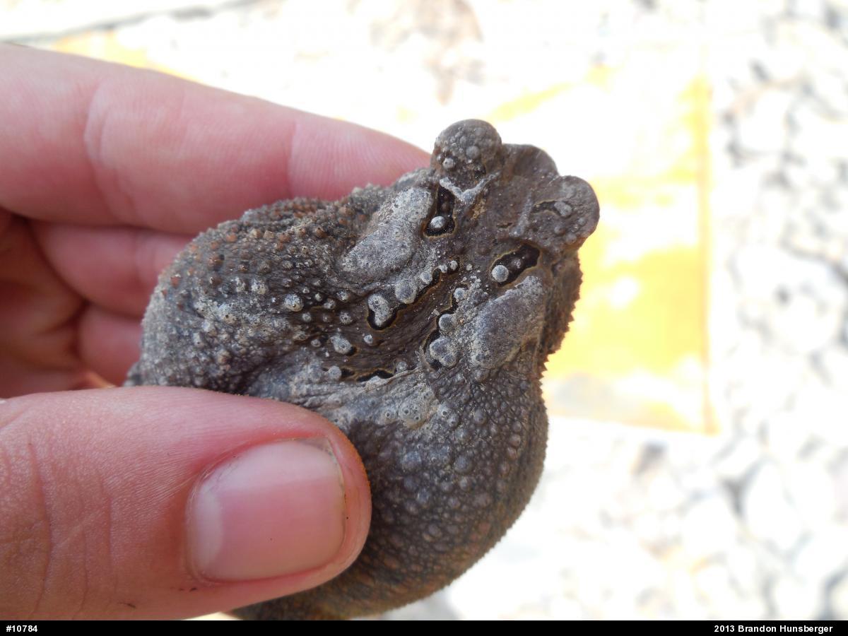 Eastern American Toad