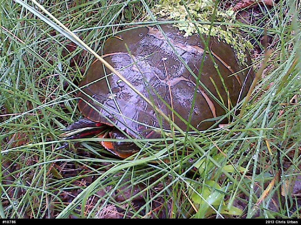 Eastern Painted Turtle