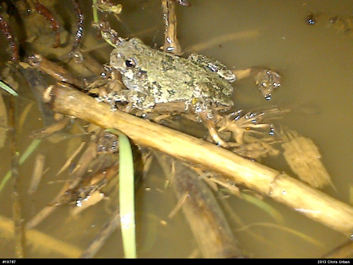 Gray Treefrog