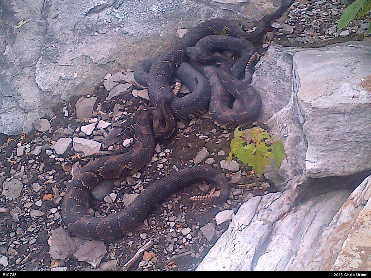 Timber Rattlesnake
