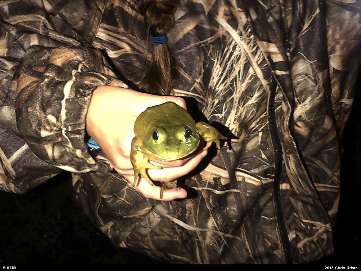 American Bullfrog