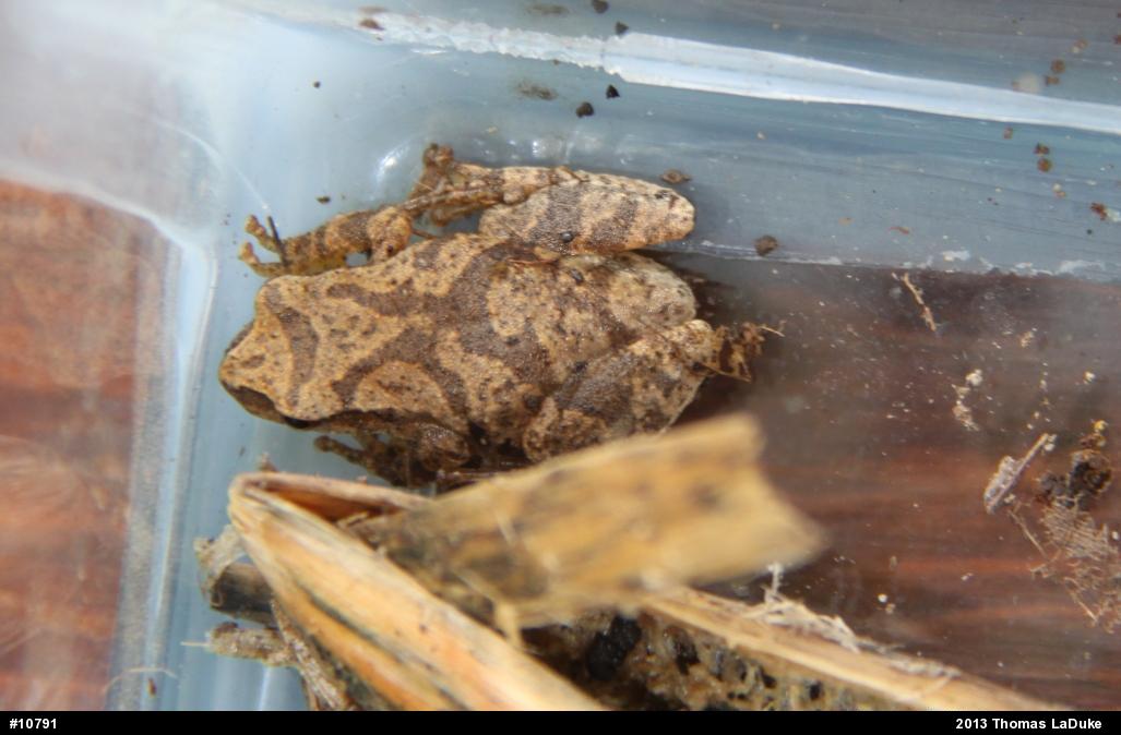 Spring Peeper