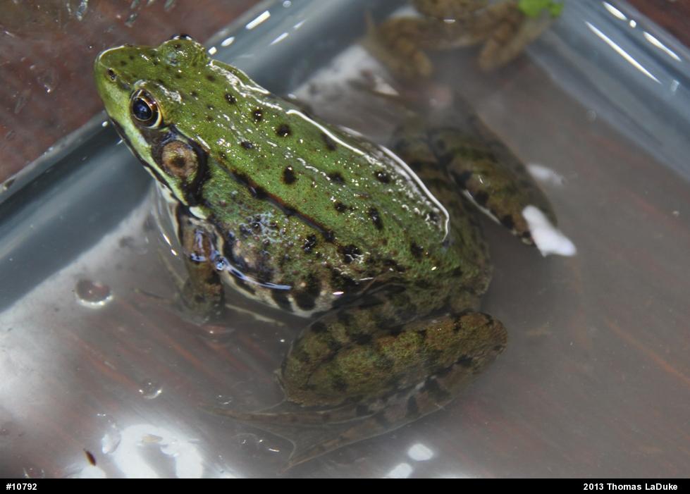 Green Frog
