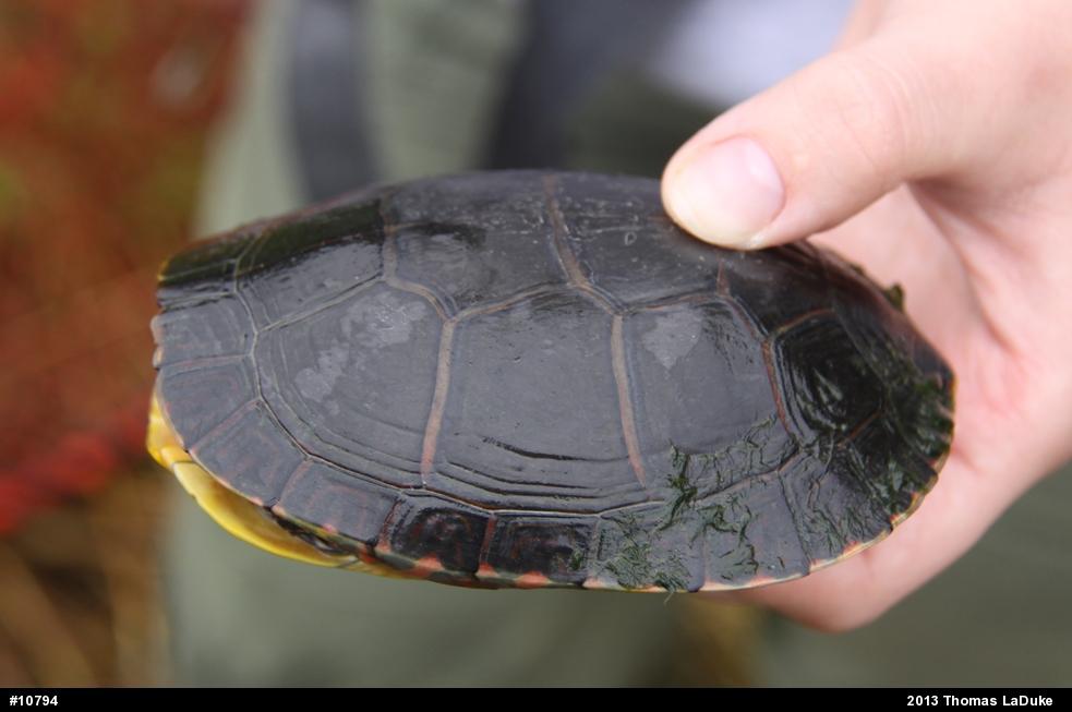 Painted Turtle