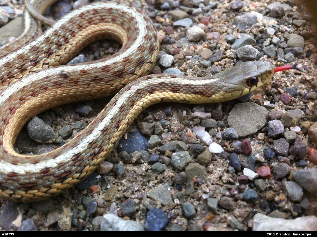 Eastern Gartersnake