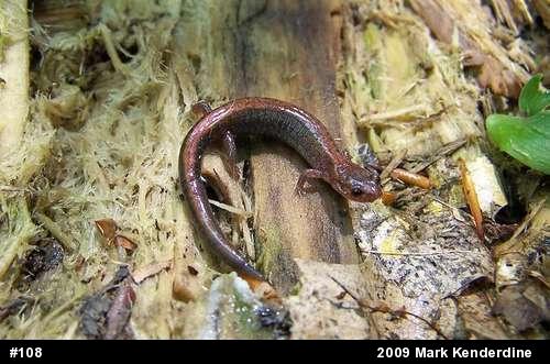 Eastern Red-backed  Salamander