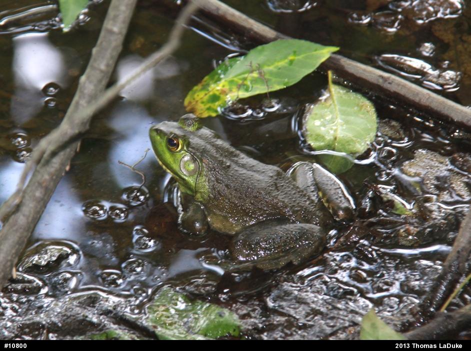 American Bullfrog