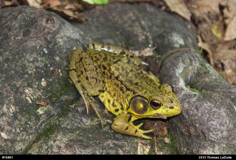 Green Frog