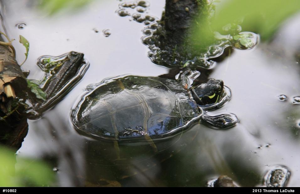 Eastern Painted Turtle