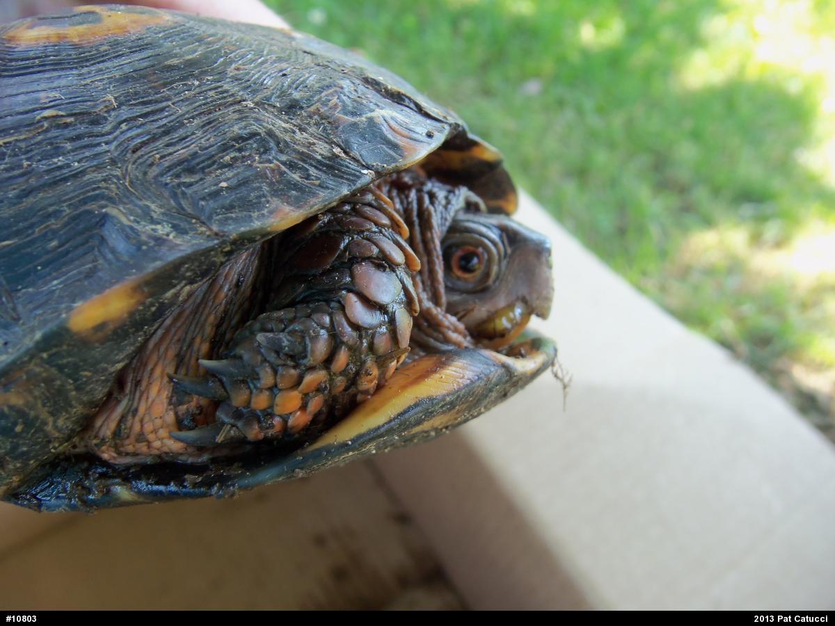 Eastern Box Turtle