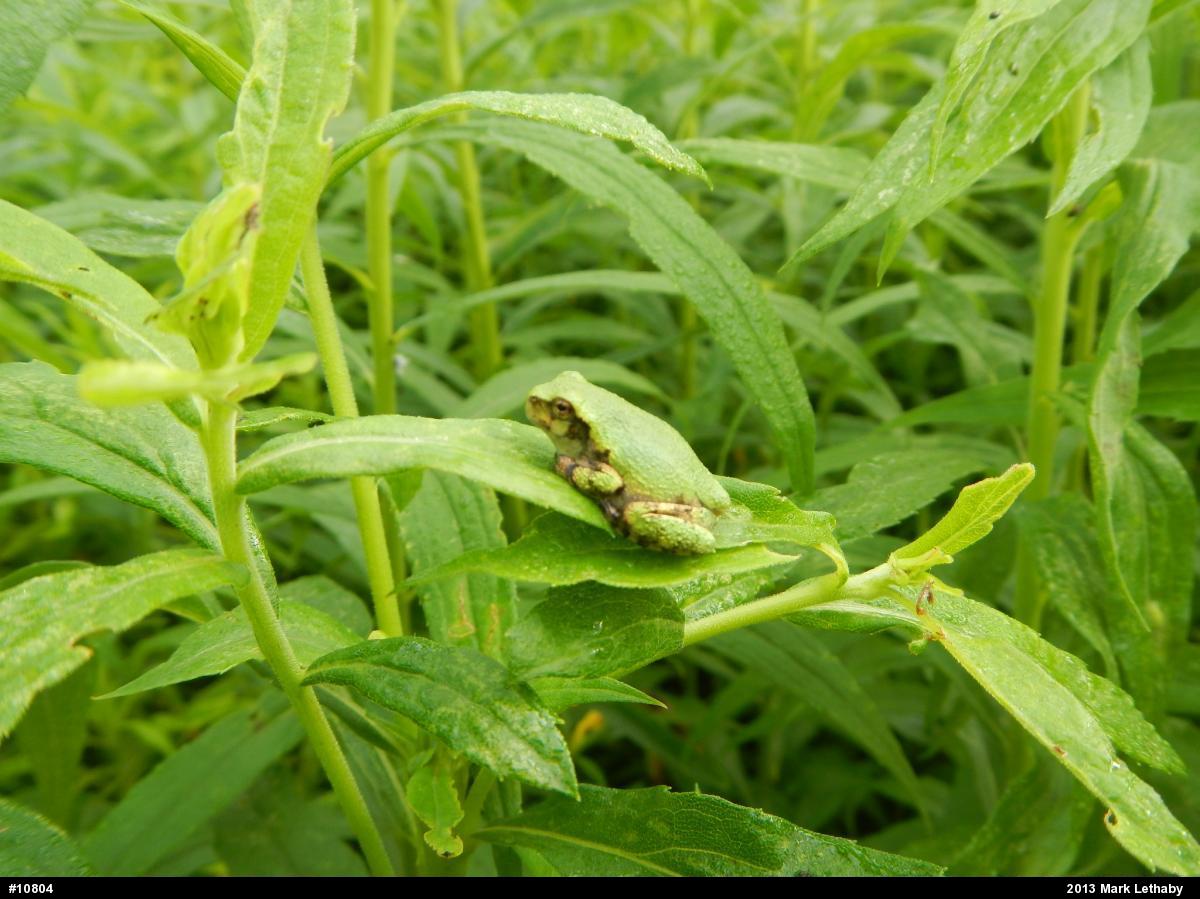 Gray Treefrog