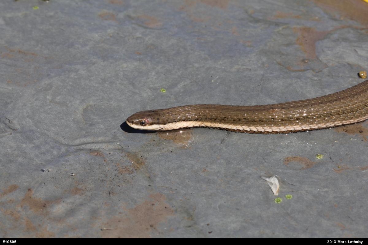 Queensnake