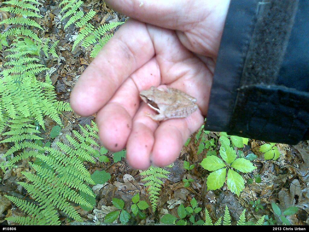 Wood Frog