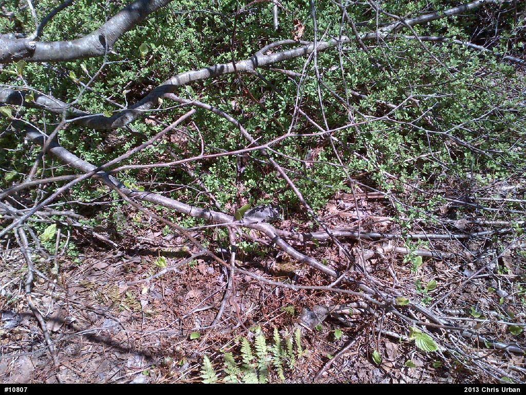 Wood Turtle