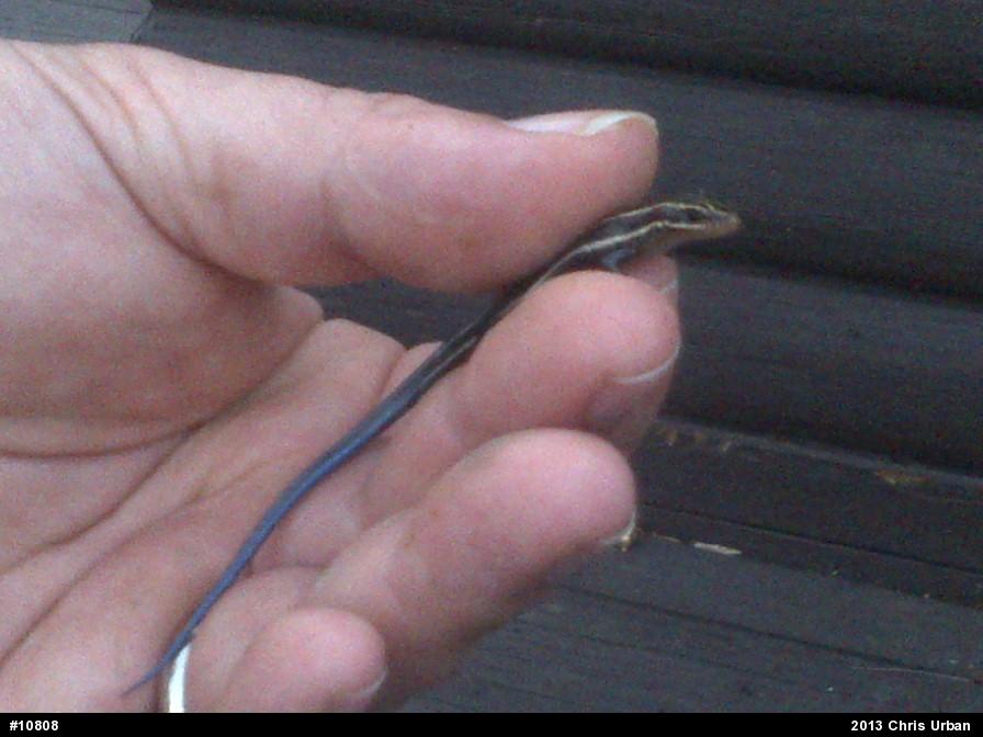 Common Five-lined Skink