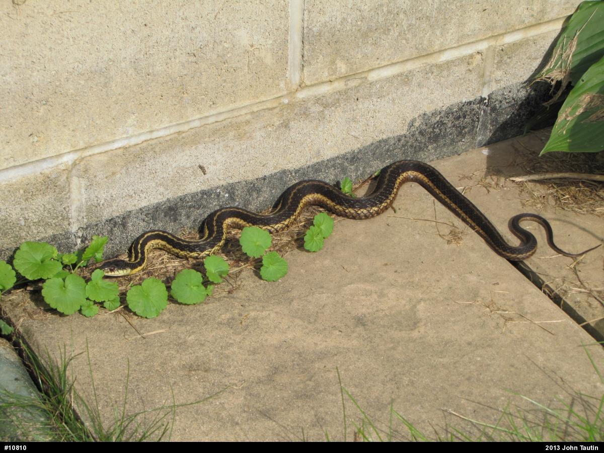 Eastern Gartersnake
