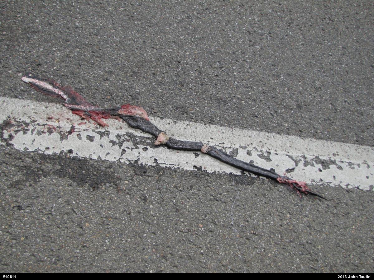 Eastern Ratsnake