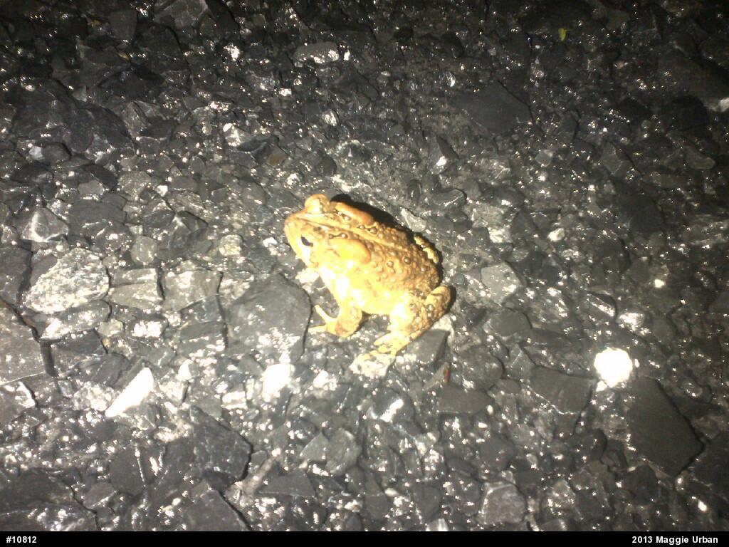 Eastern American Toad