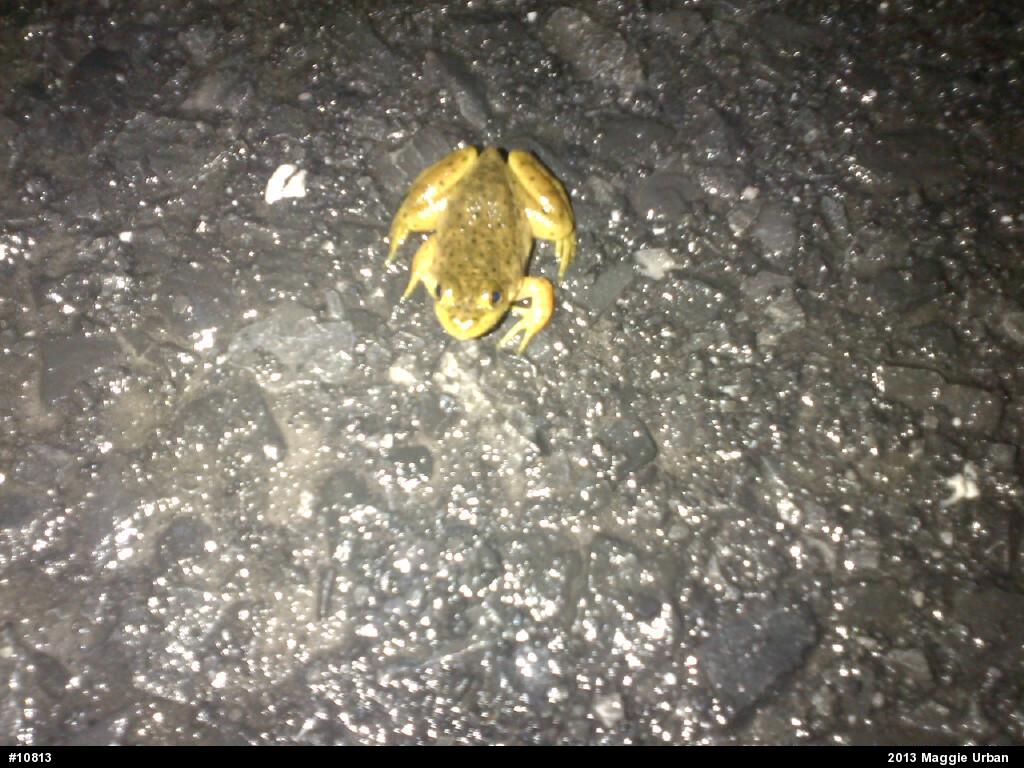 American Bullfrog