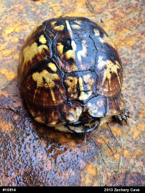 Eastern Box Turtle