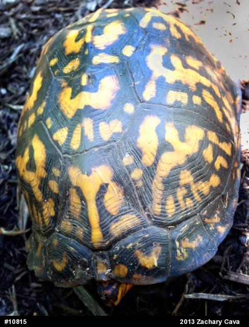 Eastern Box Turtle
