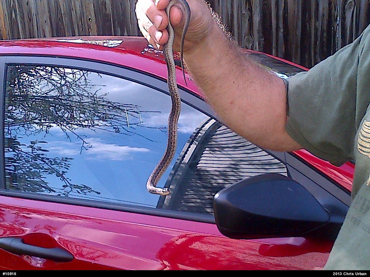 Eastern Gartersnake